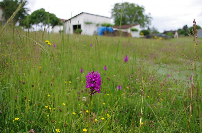 Anacamptis pyramidalis  - Vianney Homerin