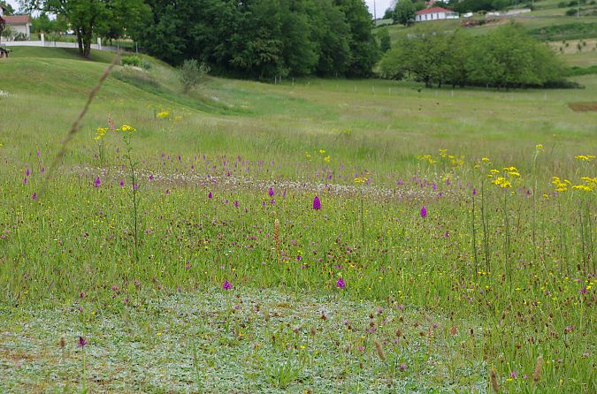 Anacamptis pyramidalis  - Vianney Homerin