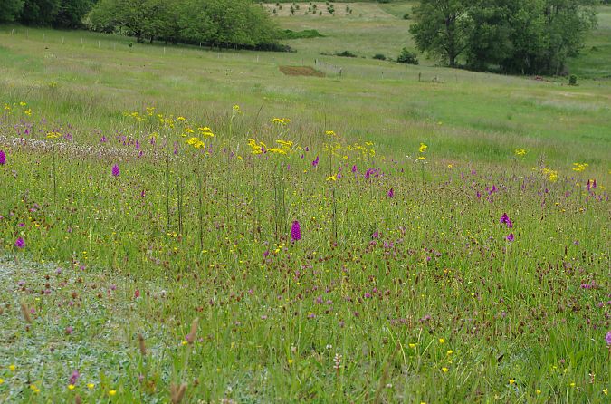 Anacamptis pyramidalis  - Vianney Homerin