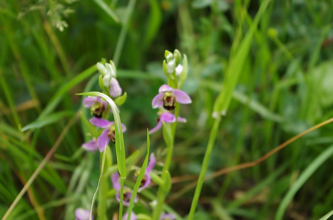 Ophrys apifera var. aurita  - Vianney Homerin