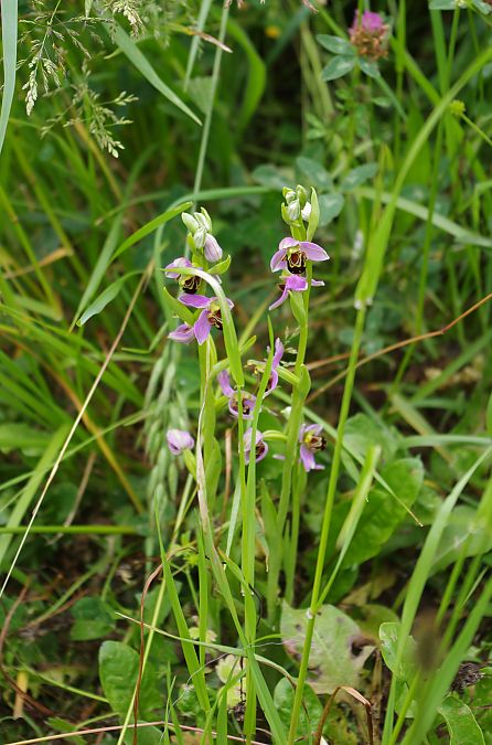 Ophrys apifera var. aurita  - Vianney Homerin