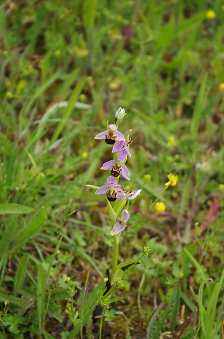 Ophrys apifera var. aurita  - Vianney Homerin