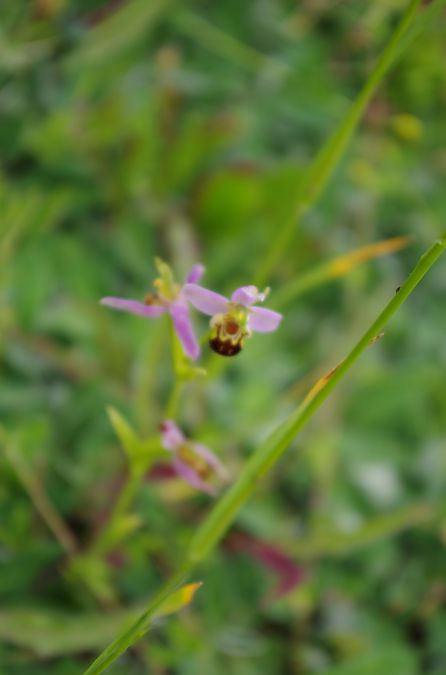Ophrys apifera var. aurita  - Vianney Homerin