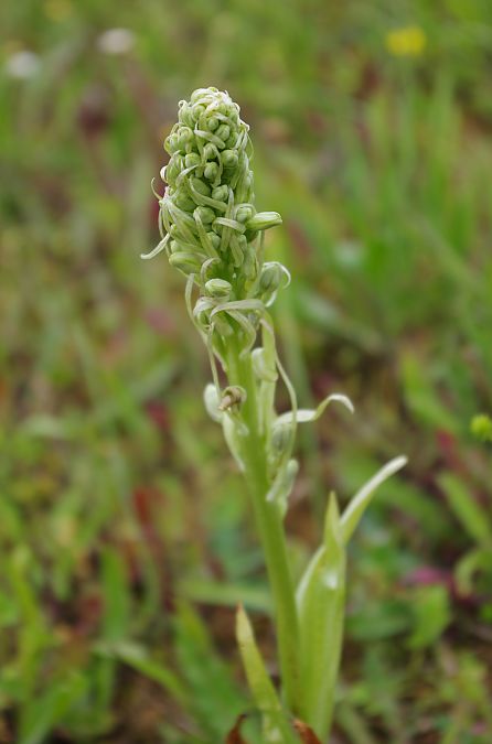 Himantoglossum hircinum  - Vianney Homerin