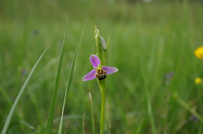 Ophrys apifera var. aurita  - Vianney Homerin