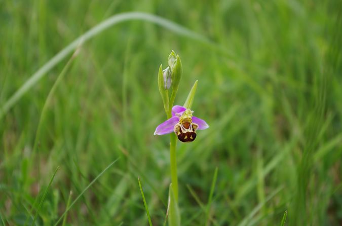Ophrys apifera var. aurita  - Vianney Homerin