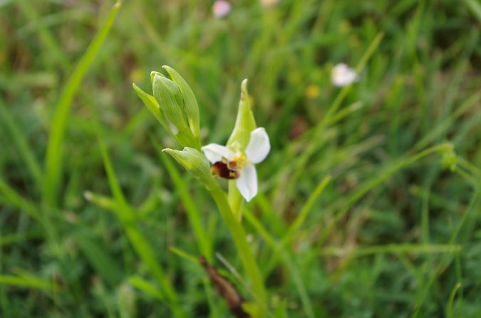Ophrys apifera var. aurita  - Vianney Homerin