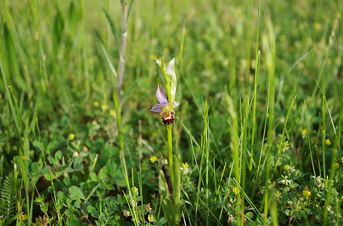 Ophrys apifera var. aurita  - Vianney Homerin