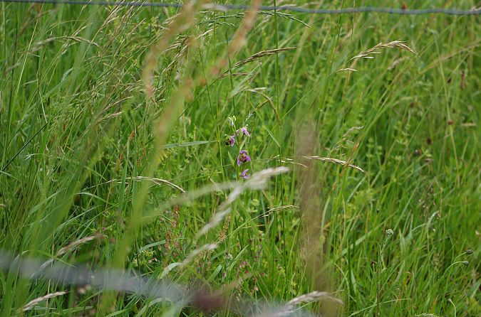 Ophrys apifera var. aurita  - Vianney Homerin