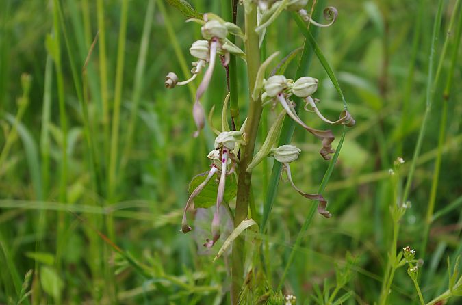Himantoglossum hircinum  - Vianney Homerin