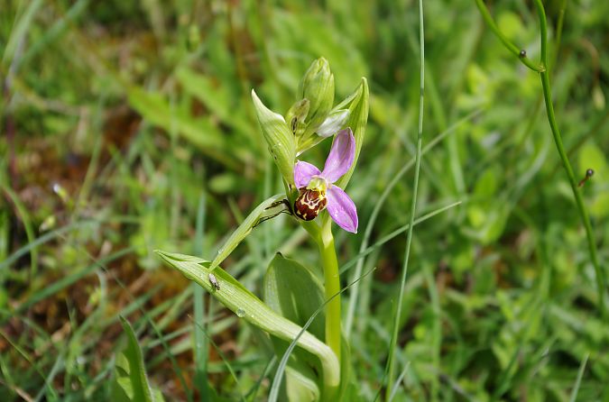 Ophrys apifera var. aurita  - Vianney Homerin