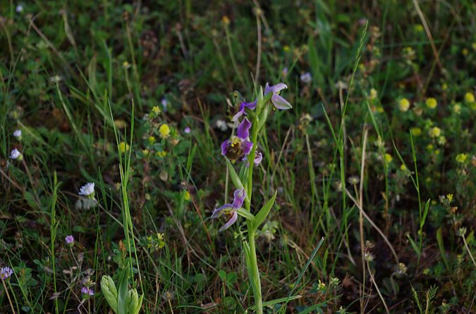 Ophrys apifera var. aurita  - Vianney Homerin