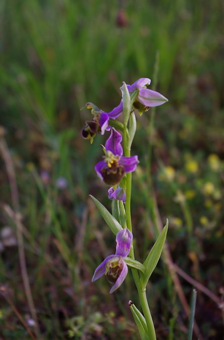 Ophrys apifera var. aurita  - Vianney Homerin