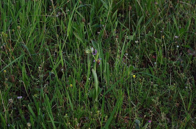 Ophrys apifera var. aurita  - Vianney Homerin