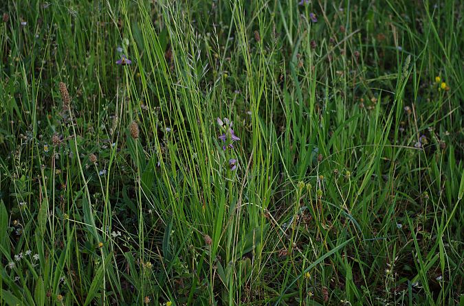 Ophrys apifera var. aurita  - Vianney Homerin