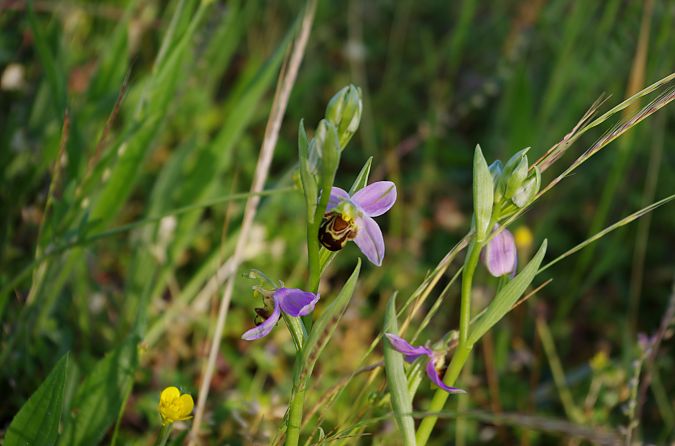 Ophrys apifera var. aurita  - Vianney Homerin