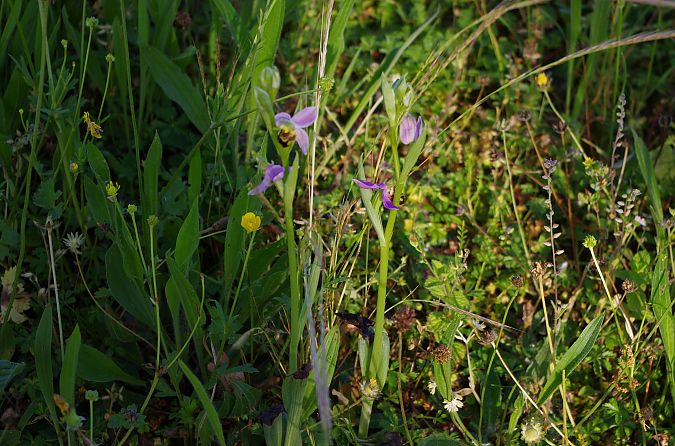 Ophrys apifera var. aurita  - Vianney Homerin