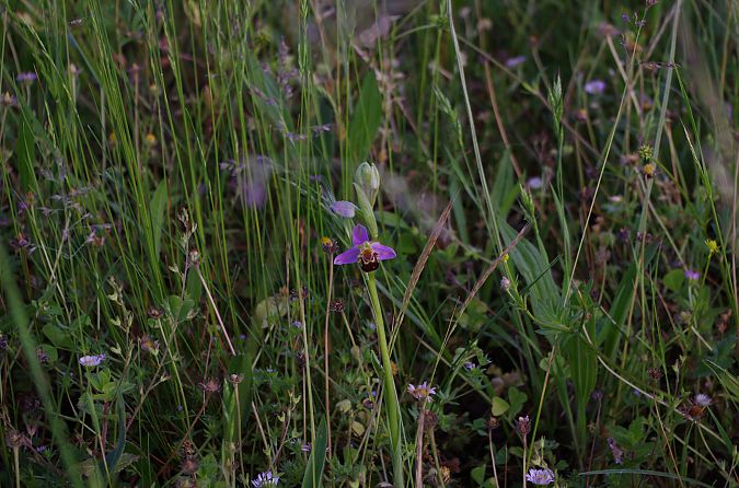 Ophrys apifera var. aurita  - Vianney Homerin