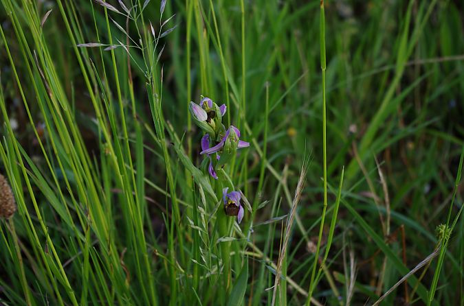 Ophrys apifera var. aurita  - Vianney Homerin