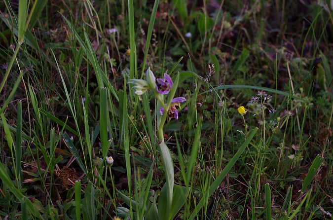 Ophrys apifera var. aurita  - Vianney Homerin