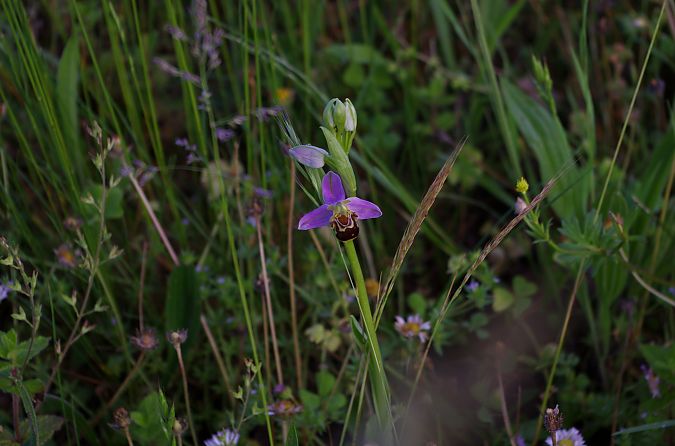 Ophrys apifera var. aurita  - Vianney Homerin
