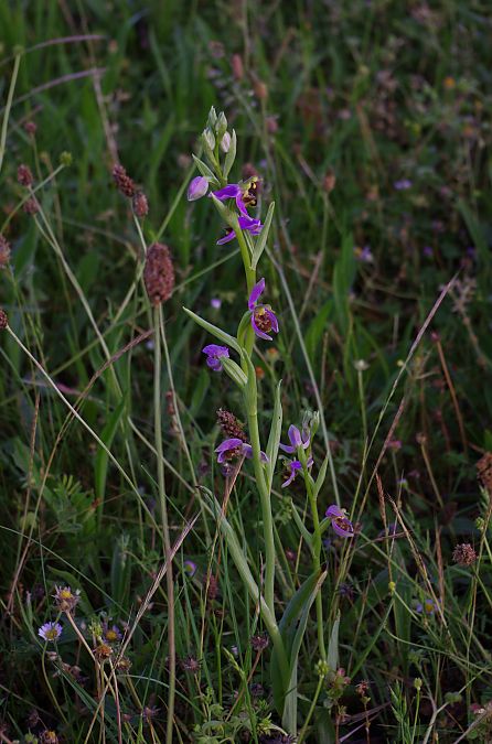 Ophrys apifera var. aurita  - Vianney Homerin