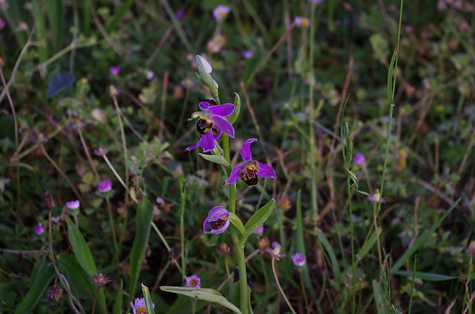 Ophrys apifera var. aurita  - Vianney Homerin