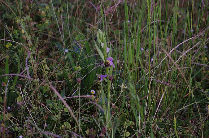 Ophrys apifera var. aurita  - Vianney Homerin