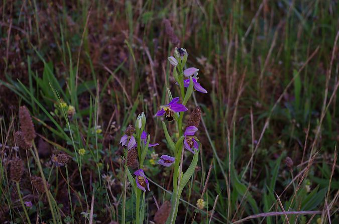 Ophrys apifera var. aurita  - Vianney Homerin