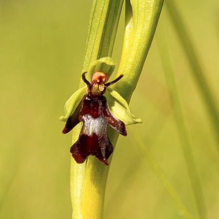 Ophrys insectifera  - Rachel Peillet