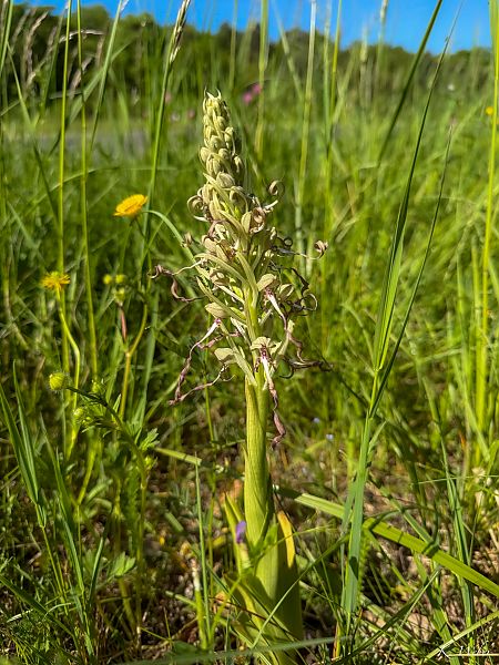 Himantoglossum hircinum  - Karine Weber