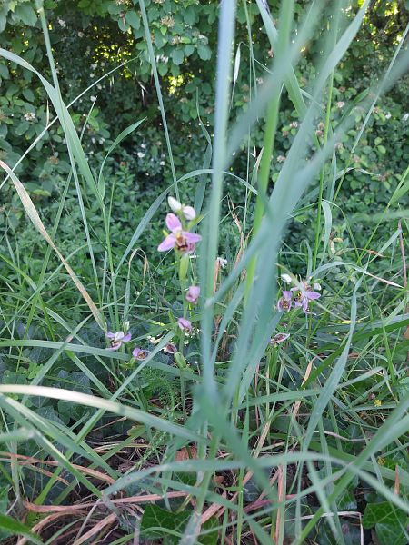 Ophrys apifera  - Frederic Monnier-Lodde