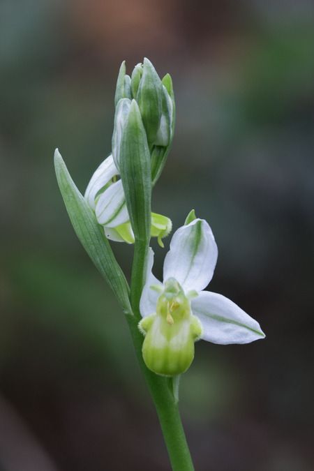 Ophrys apifera f. chlorantha  - Bruno Souny