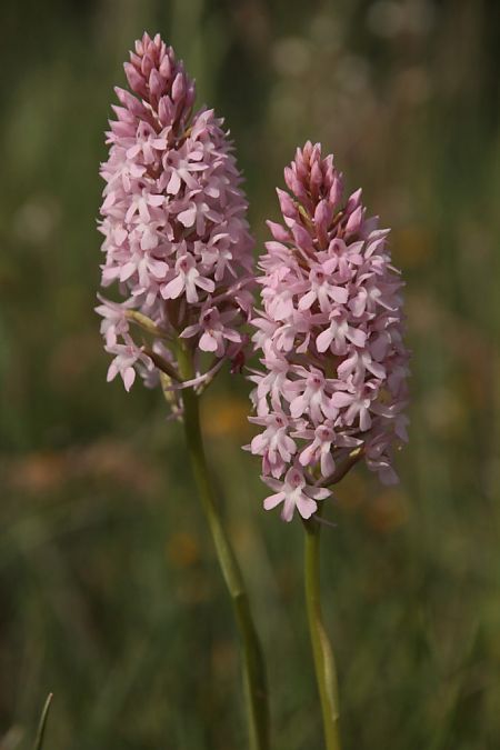 Anacamptis pyramidalis  - Jean Claude Bouveron