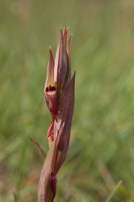 Serapias vomeracea  - Jean Claude Bouveron