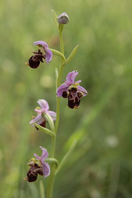 Ophrys scolopax  - Jean Claude Bouveron