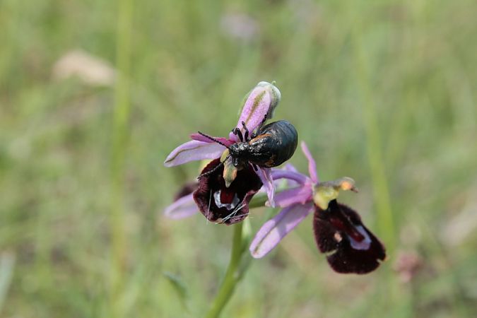 Ophrys drumana  - Jean Claude Bouveron