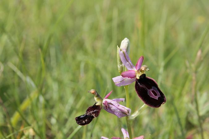 Ophrys drumana  - Jean Claude Bouveron