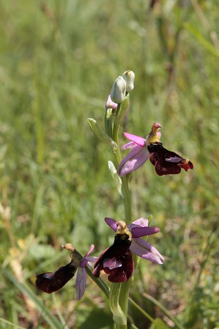 Ophrys aurelia  - Jean Claude Bouveron