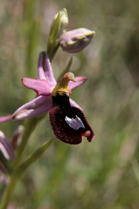 Ophrys aurelia  - Jean Claude Bouveron