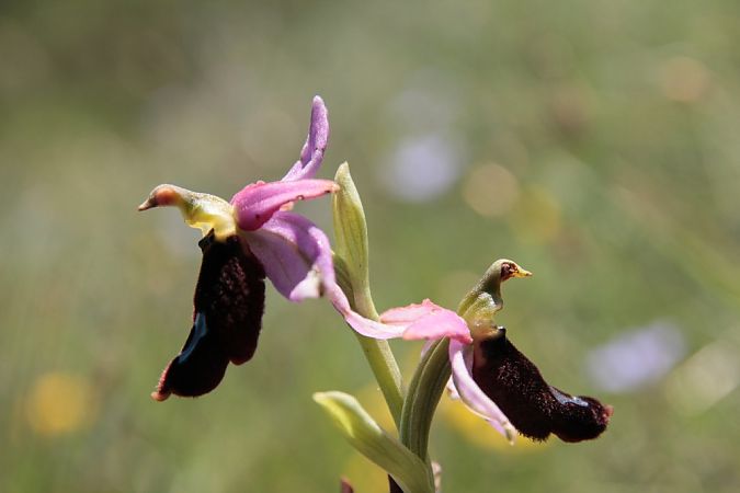 Ophrys drumana  - Jean Claude Bouveron