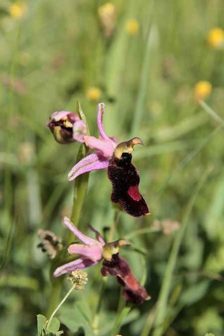 Ophrys drumana  - Jean Claude Bouveron
