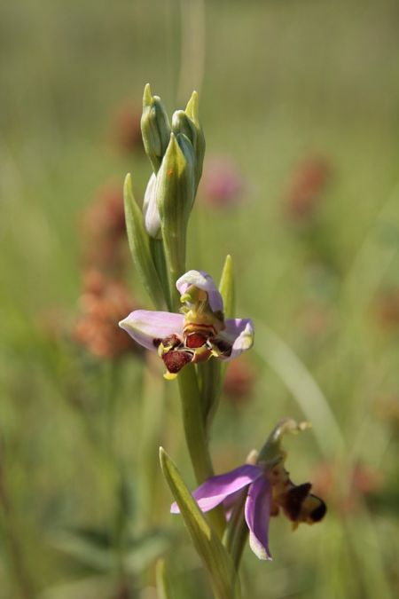 Ophrys apifera var. curviflora  - Jean Claude Bouveron
