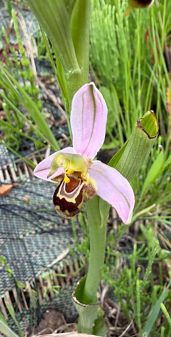 Ophrys apifera f. atrofusca  - Anonyme