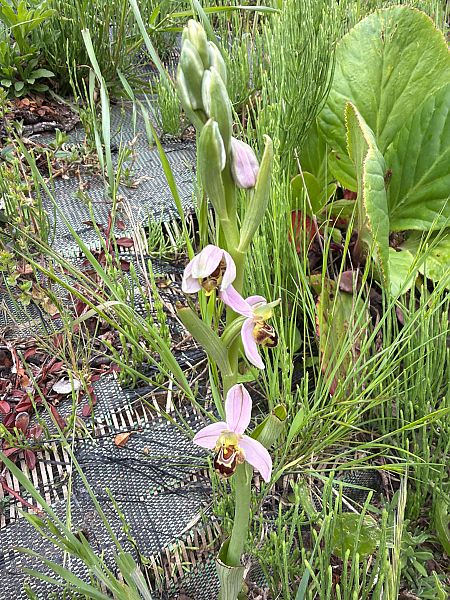 Ophrys apifera f. atrofusca  - Anonyme