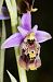 Ophrys fuciflora subsp. druentica  - Cyril Blanc