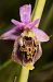 Ophrys fuciflora subsp. druentica  - Cyril Blanc