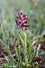 Anacamptis coriophora  - Ghislain Constans