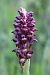 Anacamptis coriophora  - Ghislain Constans