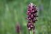 Anacamptis coriophora  - Ghislain Constans
